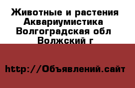 Животные и растения Аквариумистика. Волгоградская обл.,Волжский г.